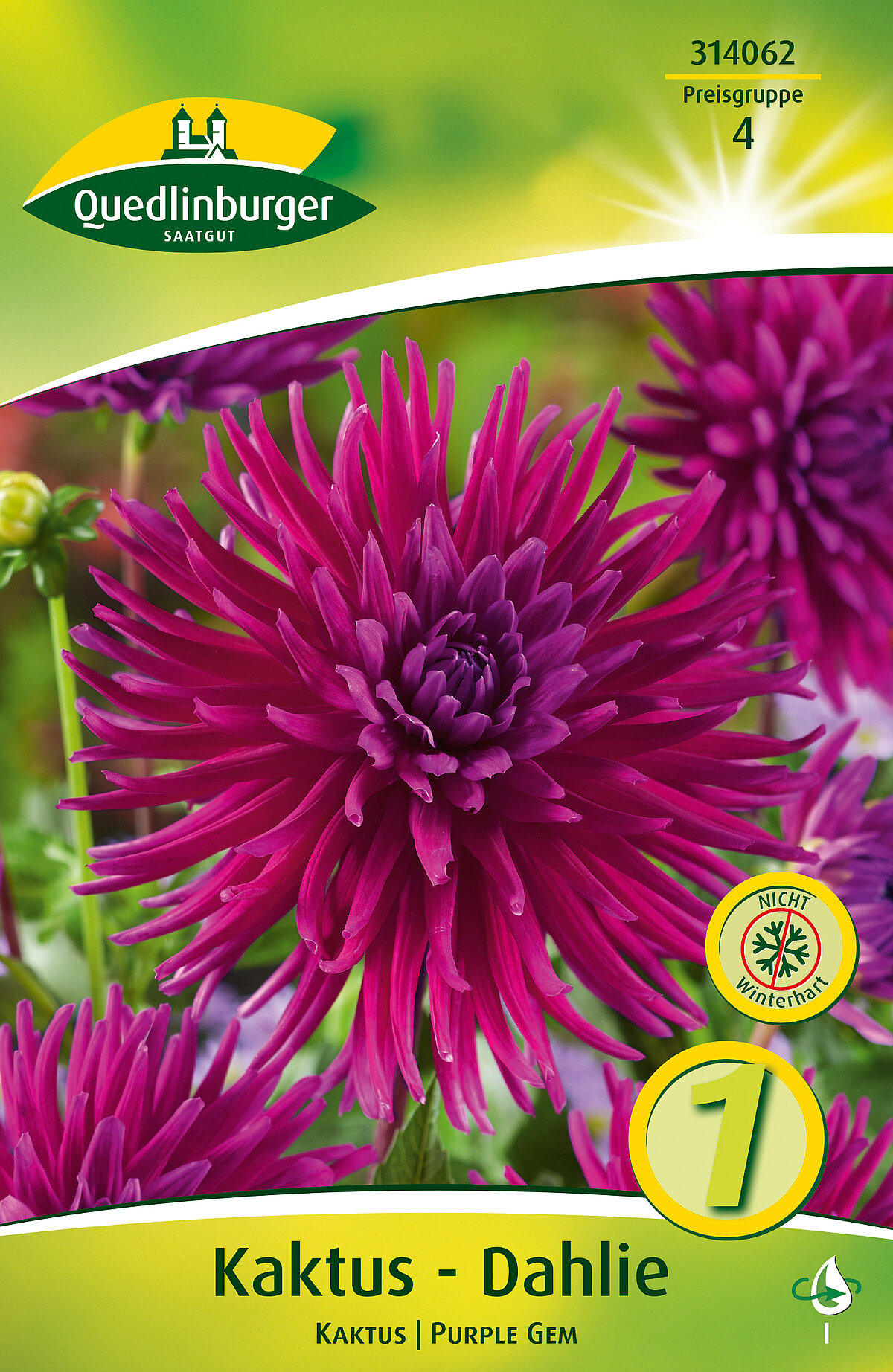 Dahlie Kaktus | Purple Gem - Vertriebsgesellschaft Quedlinburger Saatgut mbH