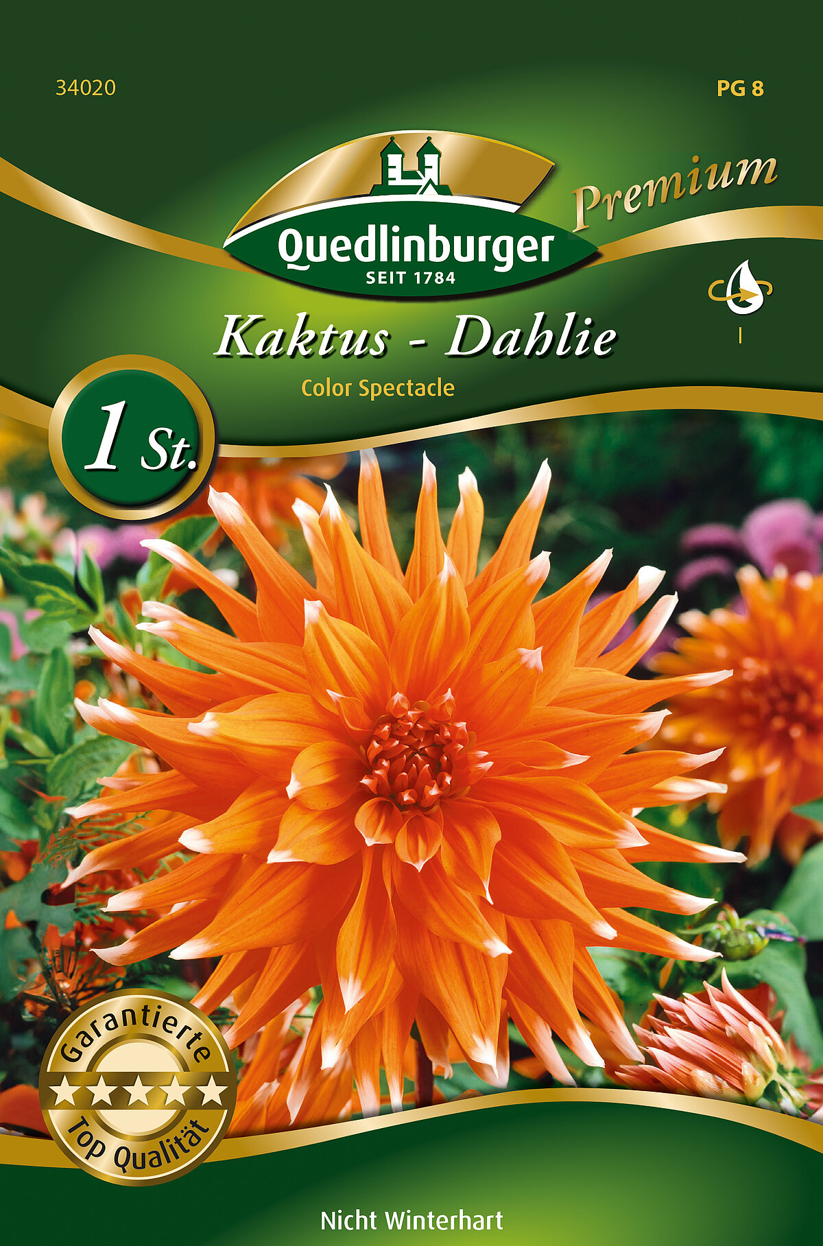 Kaktus Dahlie Color Spectacle - Vertriebsgesellschaft Quedlinburger Saatgut  mbH