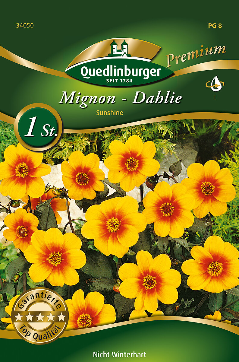 Mignon - Dahlie Sunshine - Vertriebsgesellschaft Quedlinburger Saatgut mbH